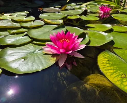 Yasiflor GmbH MANUFAKTUR GARTEN + WASSER – Projektbild 10